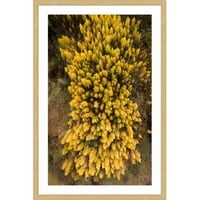 גבעת מרמונט פלורה צהובה מאת קרוליס ג' נוליס הדפס ציור ממוסגר